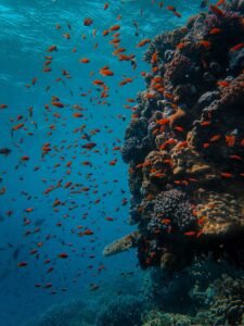 underwater, coral, fish, sea, reef, ocean, diving, water, scuba, nature, blue, tropical, marine, red, egypt, colorful, school, deep, red sea, diver, dive, aquatic, colony, color, life, underwater, underwater, coral, fish, fish, fish, fish, diving, egypt, egypt, egypt, egypt, egypt, red sea