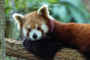 Close-up of a cute red panda lounging on a tree branch in a natural setting.