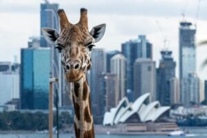 A giraffe at Taronga Zoo with the Sydney Opera House in the background, contrasting wildlife and urban life.