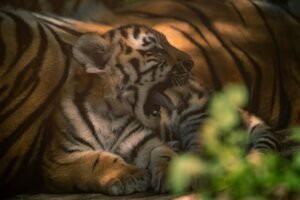 A cute tiger cub yawns while resting in a lush outdoor setting, capturing the charm of wildlife.