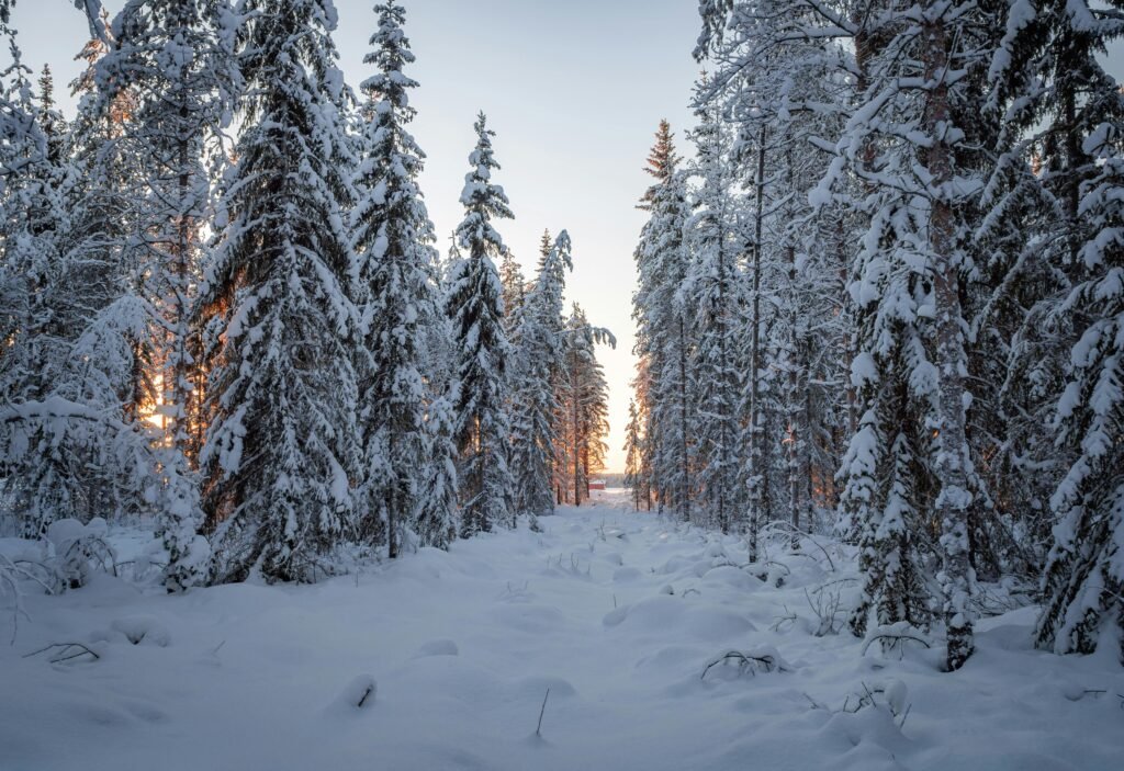 A tranquil winter forest with snow-covered trees and warm sunlight filtering through at sunset.